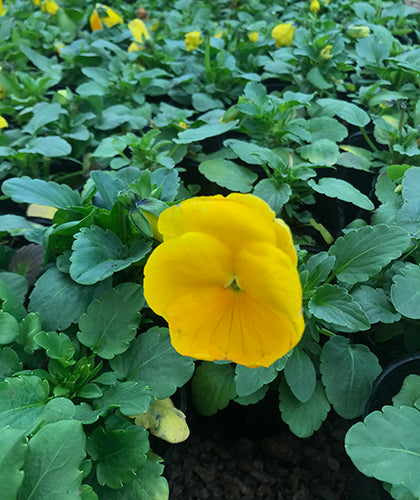Violas Amarillas
