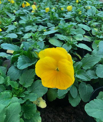 Violas Amarillas