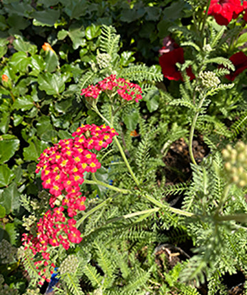 Achilea roja