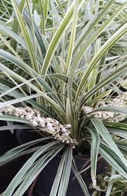 Liriope alba