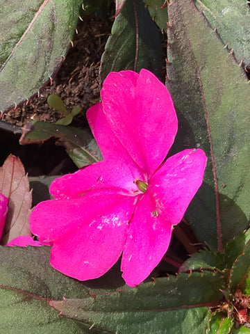 Alegría Nueva Guinea Fucsia