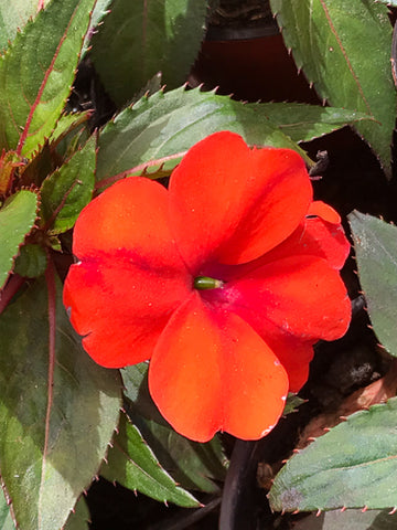 Alegría Nueva Guinea Roja