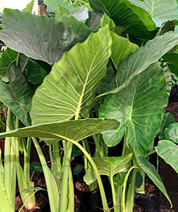 Alocasia
