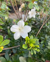 Azalea arbustiva blanca