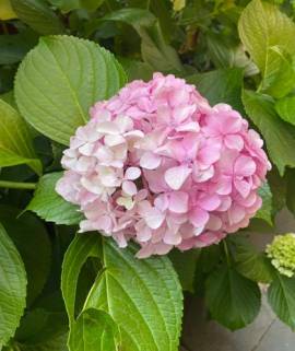 Hortensia rosada