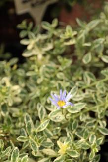 Felicia variegada