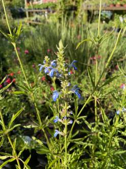 Salvia African Sky