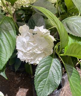 Hortensia blanca
