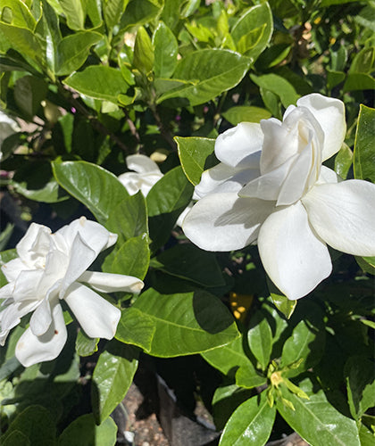 Jazmín del Cabo grande (Gardenia jasminoides)