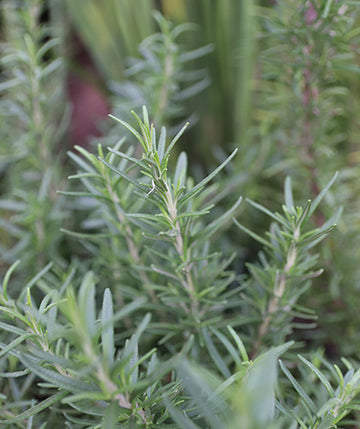 Romero officinalis