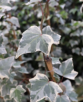 Hiedra helix variegada