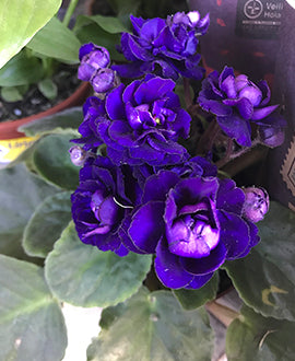 Saintpaulia - Violeta africana