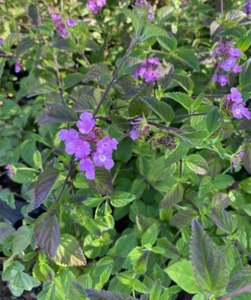 Lantana rastrera lila