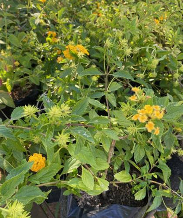 Lantana rastrera amarilla