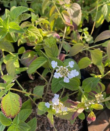 Lantana rastrera blanca
