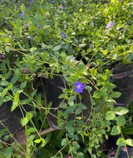 Vinca minor