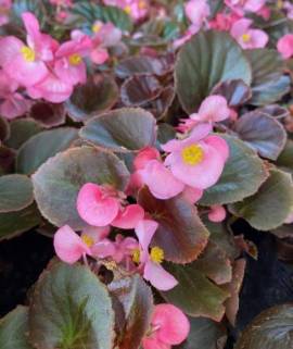 Begonia semperflorens (Flor de Azúcar) rosa