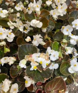 Begonia semperflorens (Flor de Azúcar) blanca
