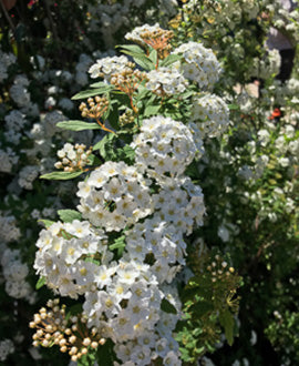 Spirea (Coronita de novia)