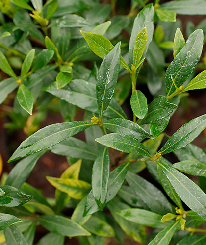 Jazmín inglés (Gardenia radicans) - Lavender