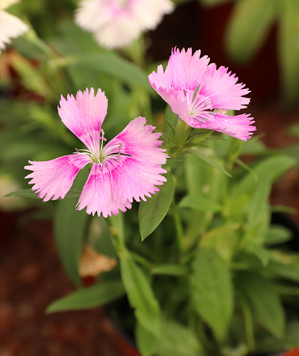 Clavelinas rosadas - Lavender